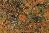 Polished Petrified Wood (Araucarioxylon) Slab - Arizona #358872-1